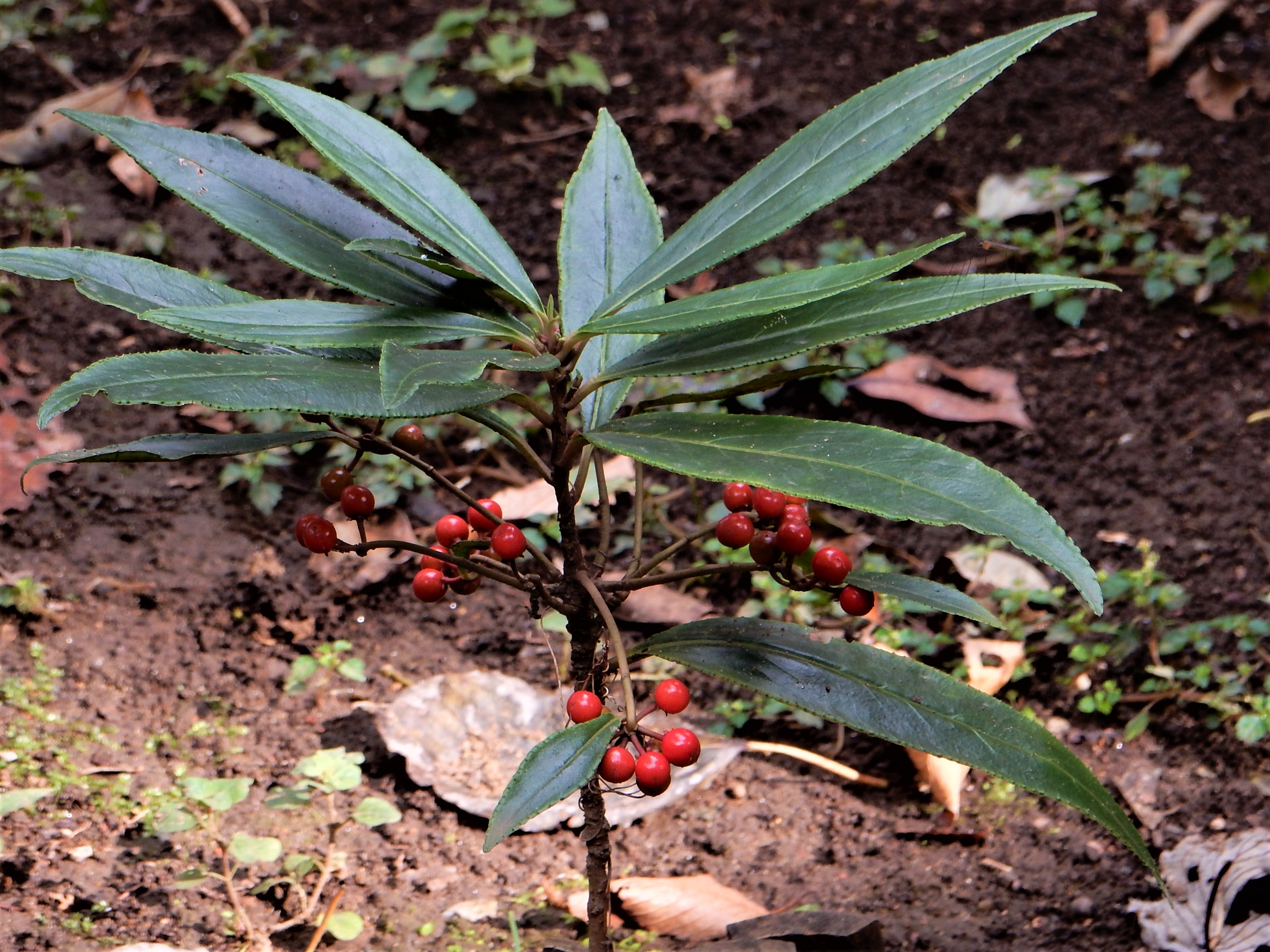 森の植物の歳時記」～1月に紹介した植物（上）》｜公益財団法人